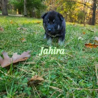 Jahira , a female German Shepherd Dog and Siberian Husky for sale in Prattsburgh, NY – 1 of 3