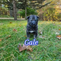 Gale, a male German Shepherd Dog and Siberian Husky for sale in Prattsburgh, NY – 1 of 3
