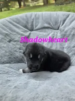 Shadowheart , a female German Shepherd Dog and Siberian Husky for sale in Prattsburgh, NY – 2 of 3