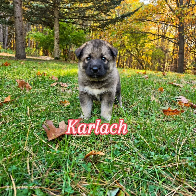 Karlach  – German Shepherd Dog, Siberian Husky puppy for sale in Prattsburgh, NY