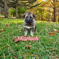 Karlach , a female German Shepherd Dog and Siberian Husky for sale in Prattsburgh, NY – 1 of 3
