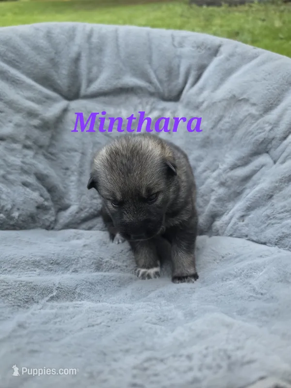 Minthara  – German Shepherd Dog, Siberian Husky puppy for sale in Prattsburgh, NY