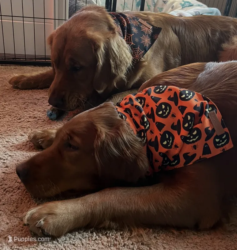 Chaltry’s Riverside Reds LLC Upcoming litter Nov. 5th – Golden Retriever puppy for sale in Turner, MI