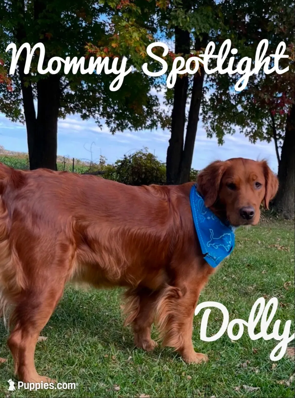 Upcoming litter Nov. 5th, a  Golden Retriever for sale in Turner, MI – 2 of 3