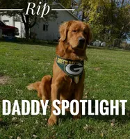 Upcoming litter Nov. 5th, a  Golden Retriever for sale in Turner, MI – 3 of 3