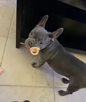 Qi’ra, a female French Bulldog for sale in Cathedral City, CA – 3 of 5