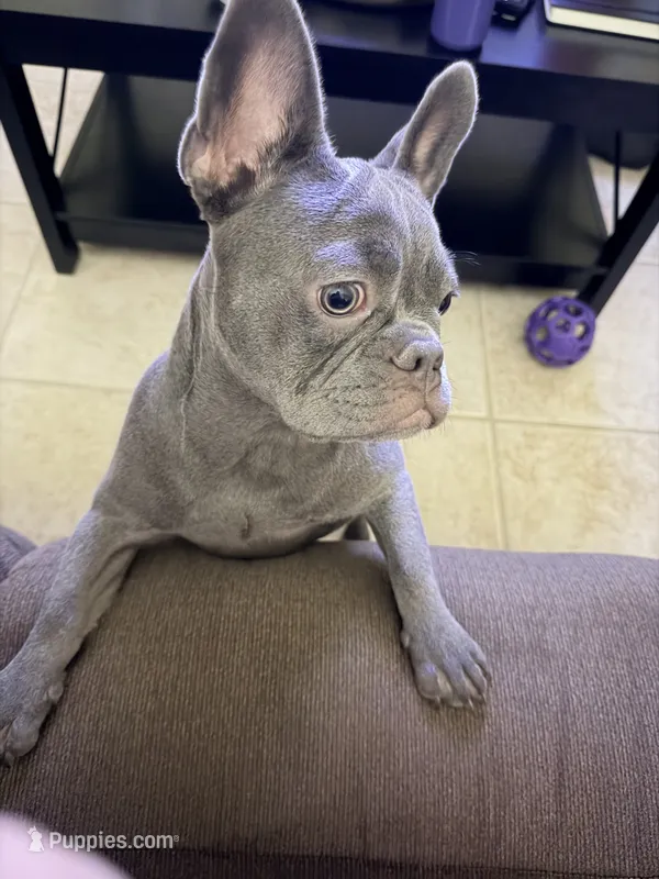 Qi’ra – French Bulldog puppy for sale in Cathedral City, CA