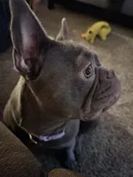 Qi’ra, a female French Bulldog for sale in Cathedral City, CA – 5 of 5