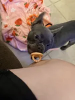 Qi’ra, a female French Bulldog for sale in Cathedral City, CA – 4 of 5