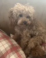 Mini Cavapoo, a male Cavapoo for sale in North Branch, MN – 2 of 3