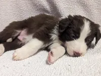 Teddy (Bear), a male Border Collie for sale in Harrison, ID – Photo 4 of 6