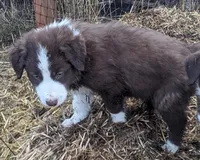 Teddy (Bear), a male Border Collie for sale in Harrison, ID – Photo 2 of 6