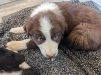 Teddy (Bear), a male Border Collie for sale in Harrison, ID – Photo 1 of 6