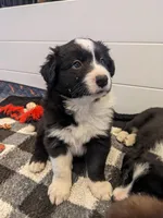 Mini Finn, a male Border Collie for sale in Harrison, ID – Photo 3 of 6