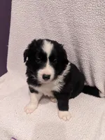 Mini Finn, a male Border Collie for sale in Harrison, ID – Photo 2 of 6