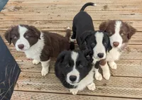 Mini Finn, a male Border Collie for sale in Harrison, ID – Photo 4 of 6