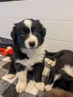 Mini Finn, a male Border Collie for sale in Harrison, ID – Photo 5 of 6