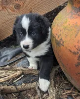 Mini Finn, a male Border Collie for sale in Harrison, ID – Photo 1 of 6