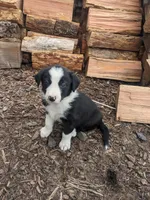 Luke, a male Border Collie for sale in Harrison, ID – Photo 1 of 5