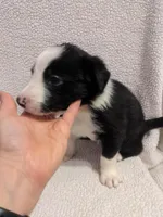 Luke, a male Border Collie for sale in Harrison, ID – Photo 2 of 5