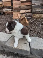 Bruiser, a male Border Collie for sale in Harrison, ID – Photo 3 of 6