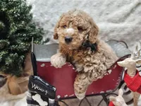 Cider, a male Miniature Goldendoodle for sale in Milford, IN – Photo 3 of 3