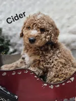 Cider, a male Miniature Goldendoodle for sale in Milford, IN – Photo 2 of 3