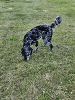 Whyskey, a male Miniature Goldendoodle for sale in Milford, IN – 3 of 7