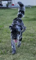 Whyskey, a male Miniature Goldendoodle for sale in Milford, IN – 2 of 7