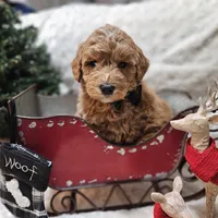 Acorn, a male Miniature Goldendoodle for sale in Milford, IN – Photo 3 of 3