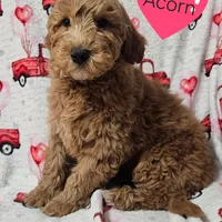 Acorn, a male Miniature Goldendoodle for sale in Milford, IN – Photo 1 of 3