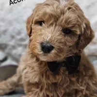 Acorn, a male Miniature Goldendoodle for sale in Milford, IN – Photo 2 of 3