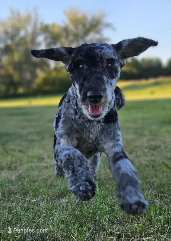 Whyskey – Miniature Goldendoodle puppy for sale in Milford, IN