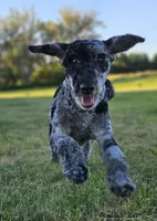 Whyskey, a male Miniature Goldendoodle for sale in Milford, IN – 1 of 7