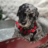 Whyskey, a male Miniature Goldendoodle for sale in Milford, IN – Photo 3 of 3