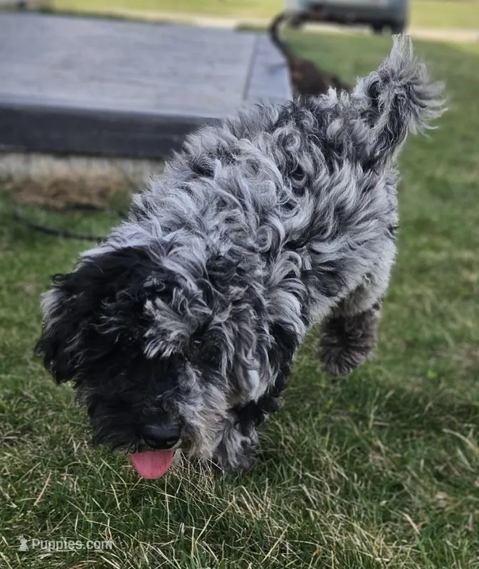 Whyskey – Miniature Goldendoodle puppy for sale in Milford, IN