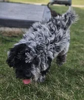 Whyskey, a male Miniature Goldendoodle for sale in Milford, IN – 1 of 4