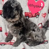Whyskey, a male Miniature Goldendoodle for sale in Milford, IN – Photo 1 of 3