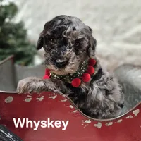 Whyskey, a male Miniature Goldendoodle for sale in Milford, IN – Photo 2 of 3