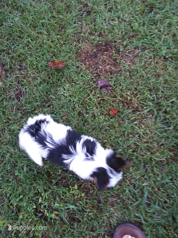 None Yet, you choose – Biewer puppy for sale in Travelers Rest, SC