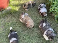 Harry, a male Shih Tzu for sale in Los Lunas, NM – 2 of 2