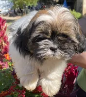 Ruby, a female Shih Tzu for sale in Los Lunas, NM – 1 of 2