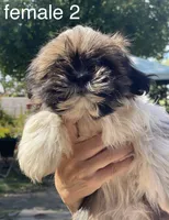 Ruby, a female Shih Tzu for sale in Los Lunas, NM – 1 of 3