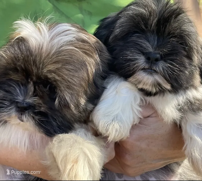 Bubbles  – Shih Tzu puppy for sale in Los Lunas, NM