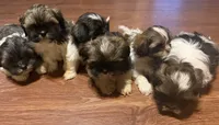 Ruby, a female Shih Tzu for sale in Los Lunas, NM – 2 of 3