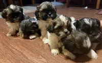 Bubbles , a female Shih Tzu for sale in Los Lunas, NM – 2 of 2