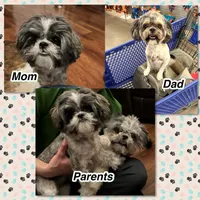 Jack, a male Shih Tzu for sale in Los Lunas, NM – 3 of 3