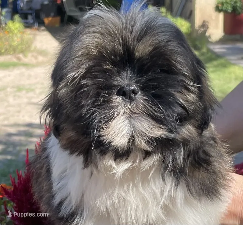 Harry – Shih Tzu puppy for sale in Los Lunas, NM