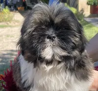 Harry, a male Shih Tzu for sale in Los Lunas, NM – 1 of 2