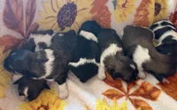 Jack, a male Shih Tzu for sale in Los Lunas, NM – 2 of 3